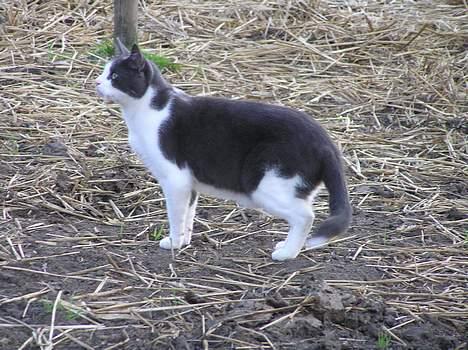 Huskat Pjevs - jeg tjekker lige om køerne er gået i seng! billede 6