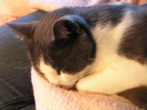 Huskat Pjevs - Pjevs træt efter en lang dag i dejlige omgivelser  ;-) billede 7