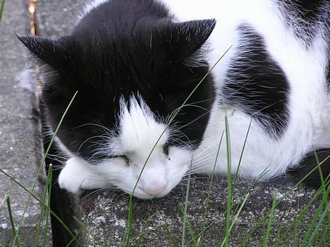 Huskat Missemor - Det her er lige til at holde ud.. ss.. billede 1