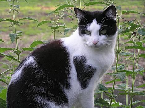 Huskat Missemor - Dette er min udkigspost! billede 2