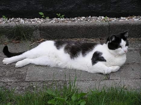 Huskat Missemor billede 3