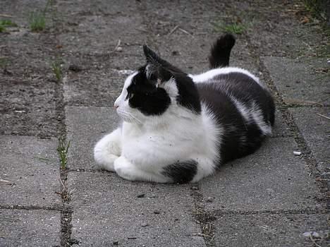 Huskat Missemor billede 4