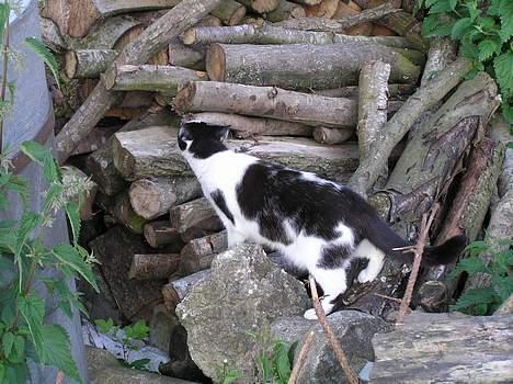 Huskat Missemor - var det brænde vi manglede?? har fundet det.. billede 5