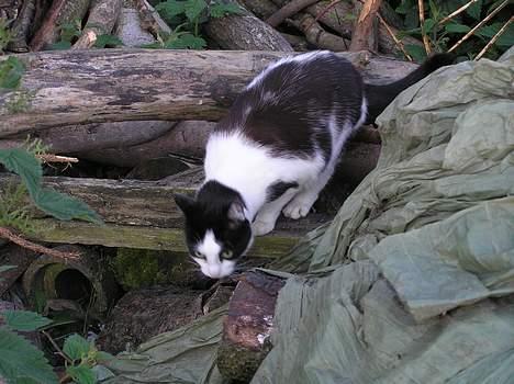 Huskat Missemor billede 6