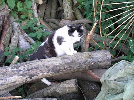 Huskat Missemor billede 7