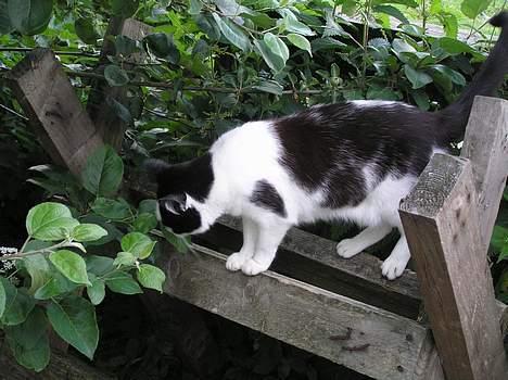 Huskat Missemor billede 8