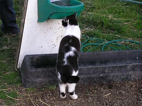 Huskat Missemor - der er vand til køerne, jeg har lige kigget! billede 9