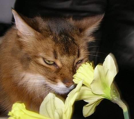 Somali Oliver billede 10