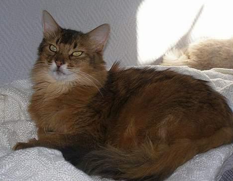 Somali Oliver billede 11