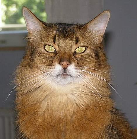 Somali Oliver billede 12