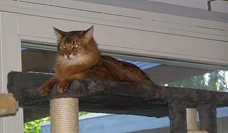 Somali Oliver billede 13