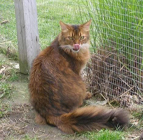 Somali Oliver billede 14