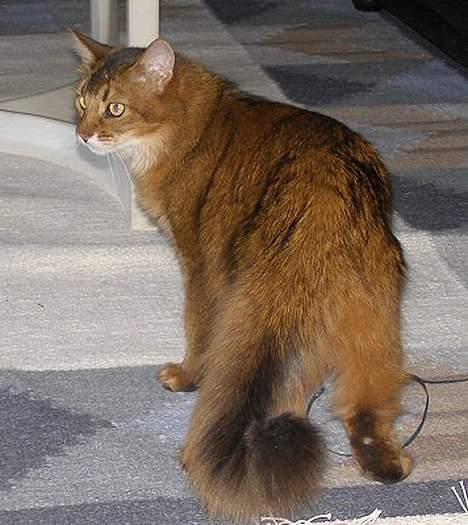 Somali Oliver billede 15