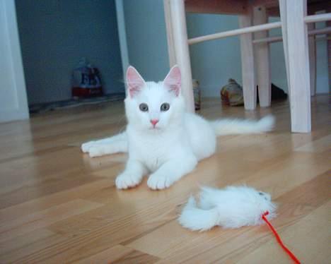 Norsk Skovkat Millian billede 1