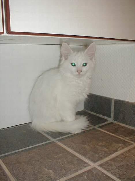 Norsk Skovkat Millian billede 2