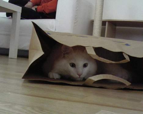 Norsk Skovkat Millian - Uha det er sjovt at gemme sig... - alle steder ;-) billede 3