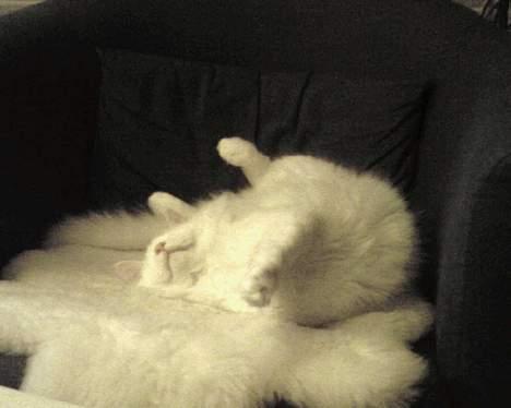 Norsk Skovkat Millian - pyyyh man bliver helt slået ud efter en lang dag med gæster.... billede 4