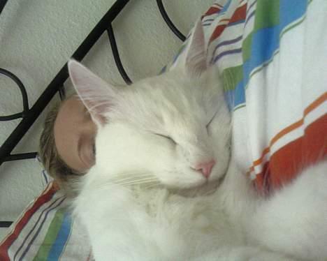 Norsk Skovkat Millian billede 5