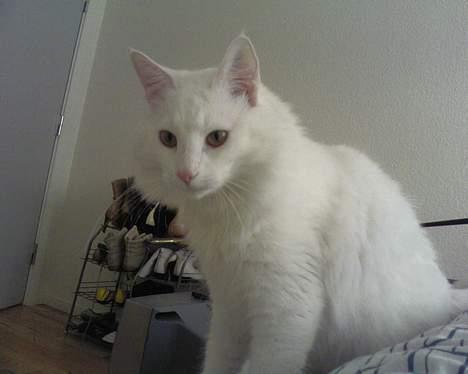 Norsk Skovkat Millian billede 6