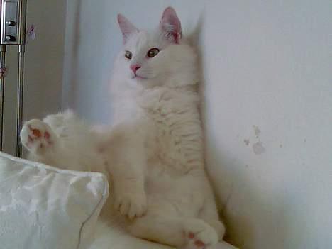 Norsk Skovkat Millian - Hmmm, tja man sidder vel behageligt ?! ;-) billede 7