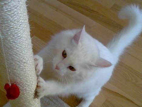 Norsk Skovkat Millian billede 8