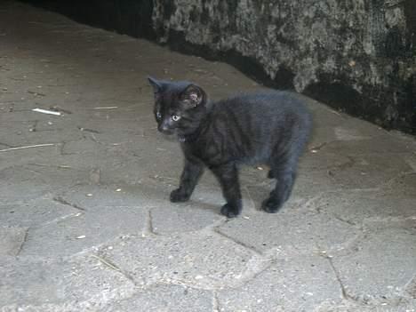 Blanding af racer tonado. billede 1