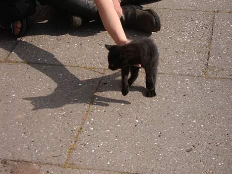 Blanding af racer tonado. billede 2