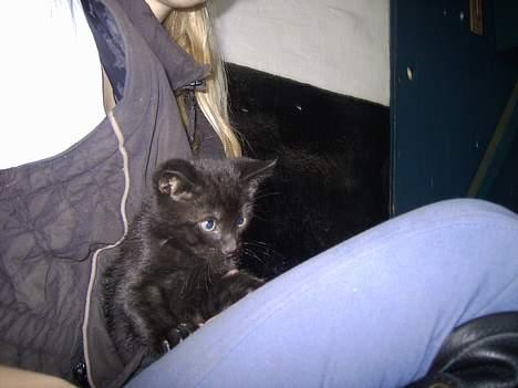 Blanding af racer tonado. billede 3