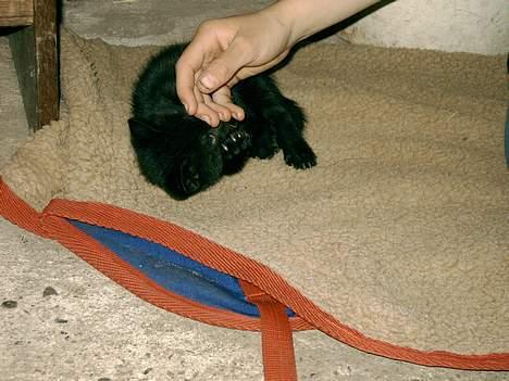 Blanding af racer tonado. billede 4