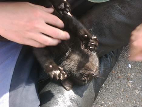 Blanding af racer tonado. billede 5