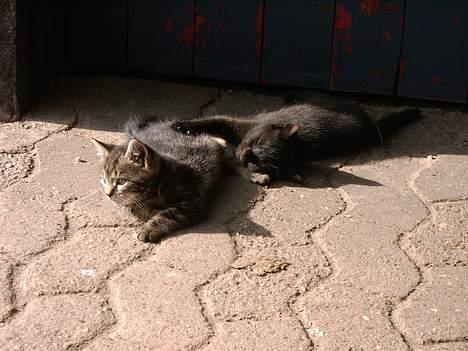 Blanding af racer tonado. billede 6