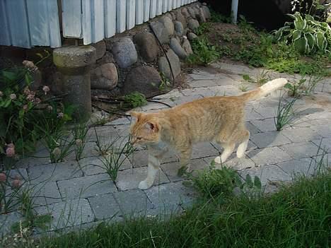 Blanding af racer Guffe  - så sputer jeg billede 8