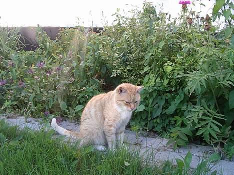 Blanding af racer Guffe  billede 9