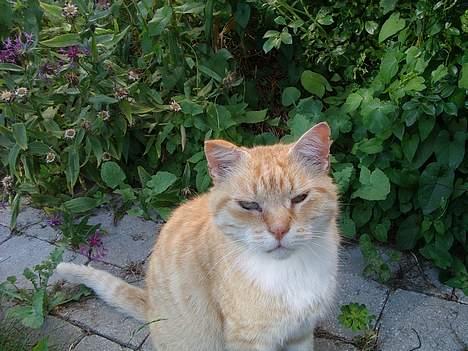 Blanding af racer Guffe  - hejjj billede 10