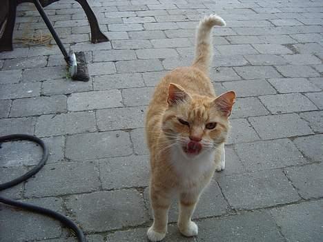 Blanding af racer Guffe  - mums chokolade til mig billede 11