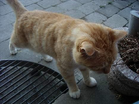 Blanding af racer Guffe  - så kommer jeg billede 12