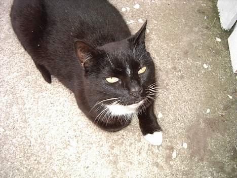 Blanding af racer Sorte billede 5