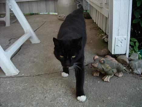 Blanding af racer Sorte billede 6