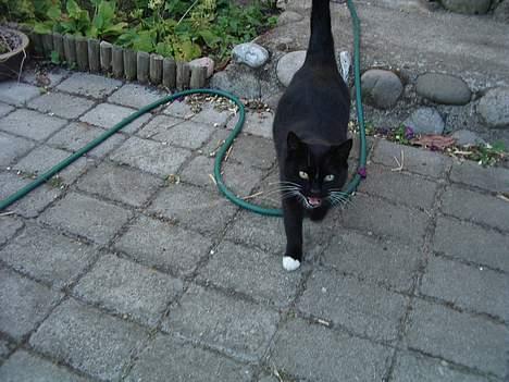 Blanding af racer Sorte billede 7