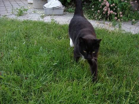 Blanding af racer Sorte billede 8