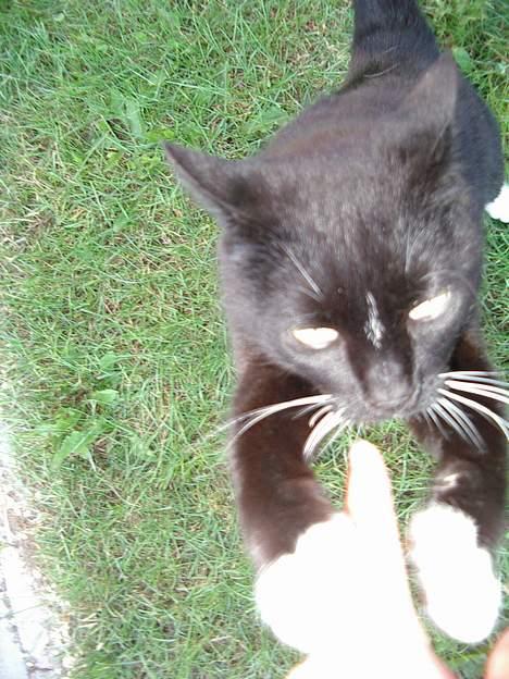 Blanding af racer Sorte billede 9