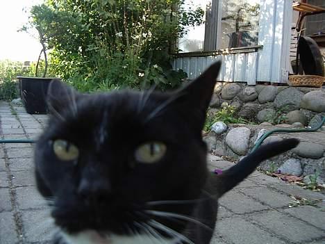 Blanding af racer Sorte billede 10