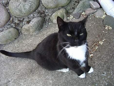 Blanding af racer Sorte billede 11