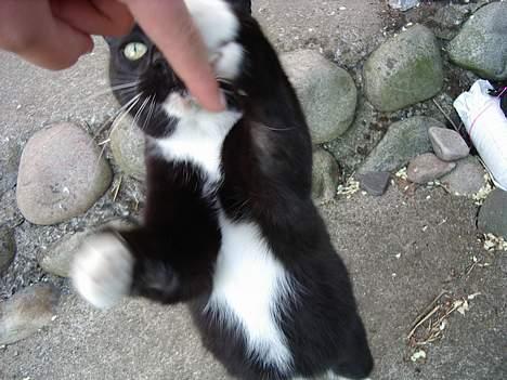 Blanding af racer Sorte billede 12