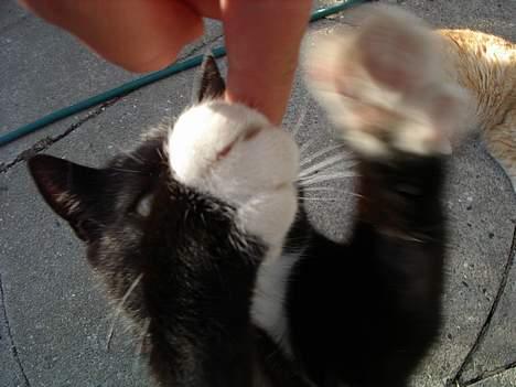 Blanding af racer Sorte billede 13