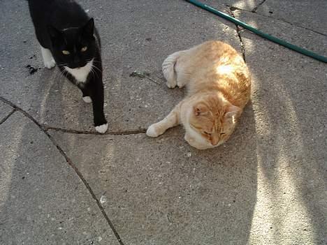 Blanding af racer Sorte billede 14