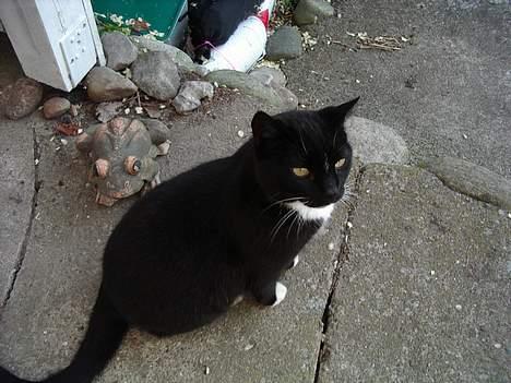 Blanding af racer Sorte billede 15