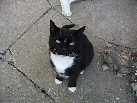 Blanding af racer Sorte billede 16