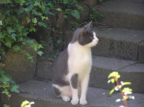 Huskat Pjevs billede 8