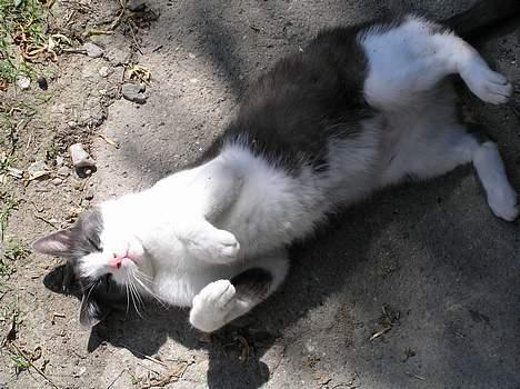 Huskat Pjevs billede 9